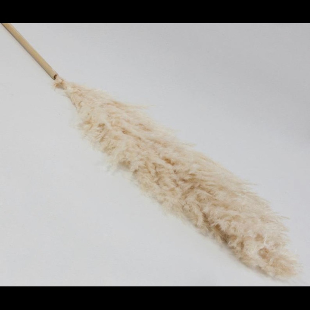 Pampas grass